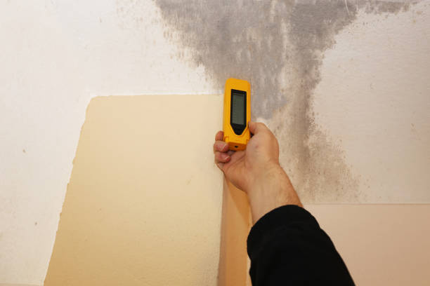 Best Water Damage & Mold Remediation  in Chlicothe, IL